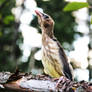 Baby Cedar Waxwing