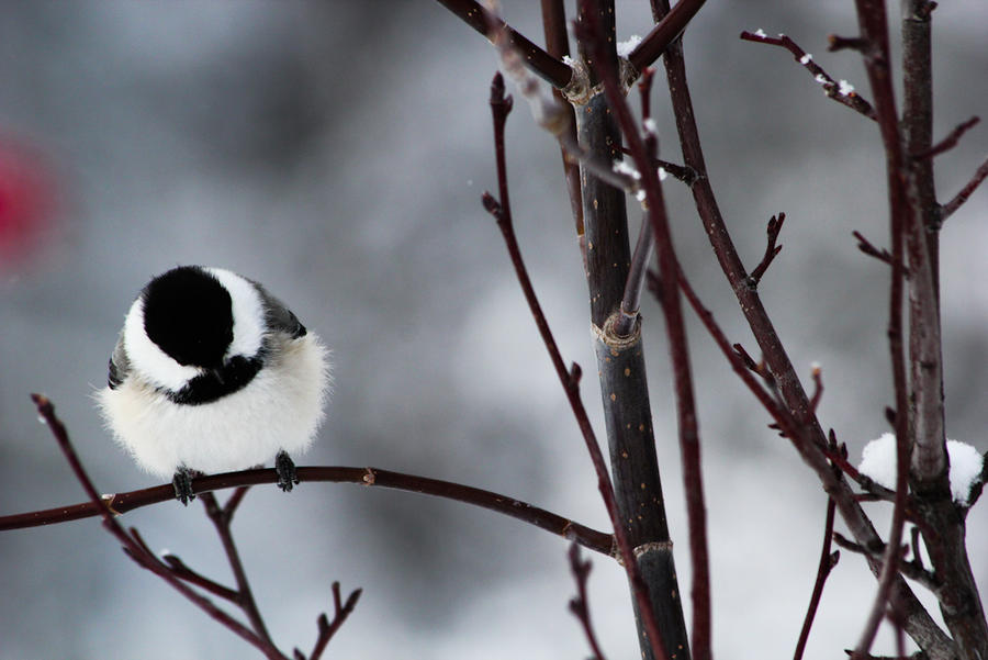 Chickadee