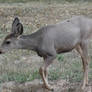 Mule Deer Fawn