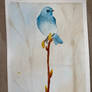 Mountain bluebird