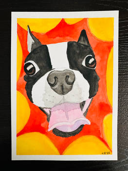 Boston Terrier