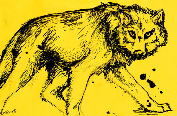 Yellow Wolves Graphics Yellow Wolf by keinneb on DeviantArt