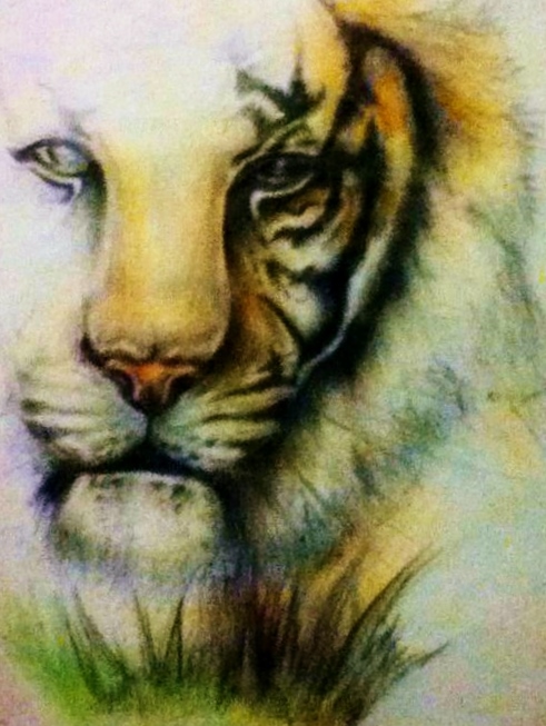 Tiger - Coloured pencil study