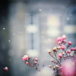 Wintertime... by MartaC