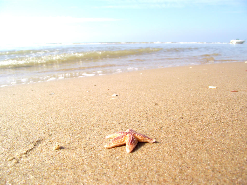 Sea-Star