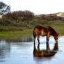 Wild Horse Drinking