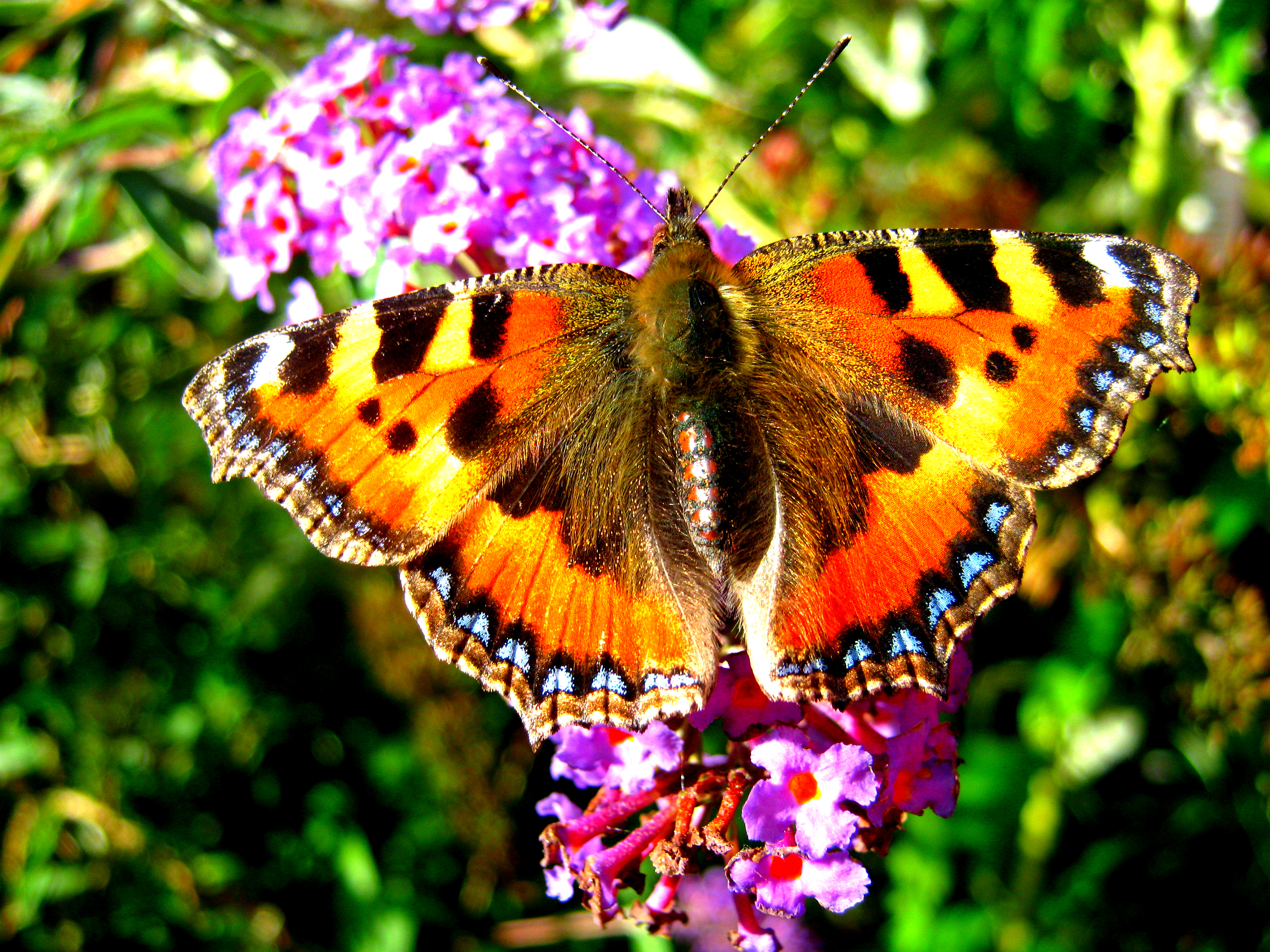 Butterfly close up