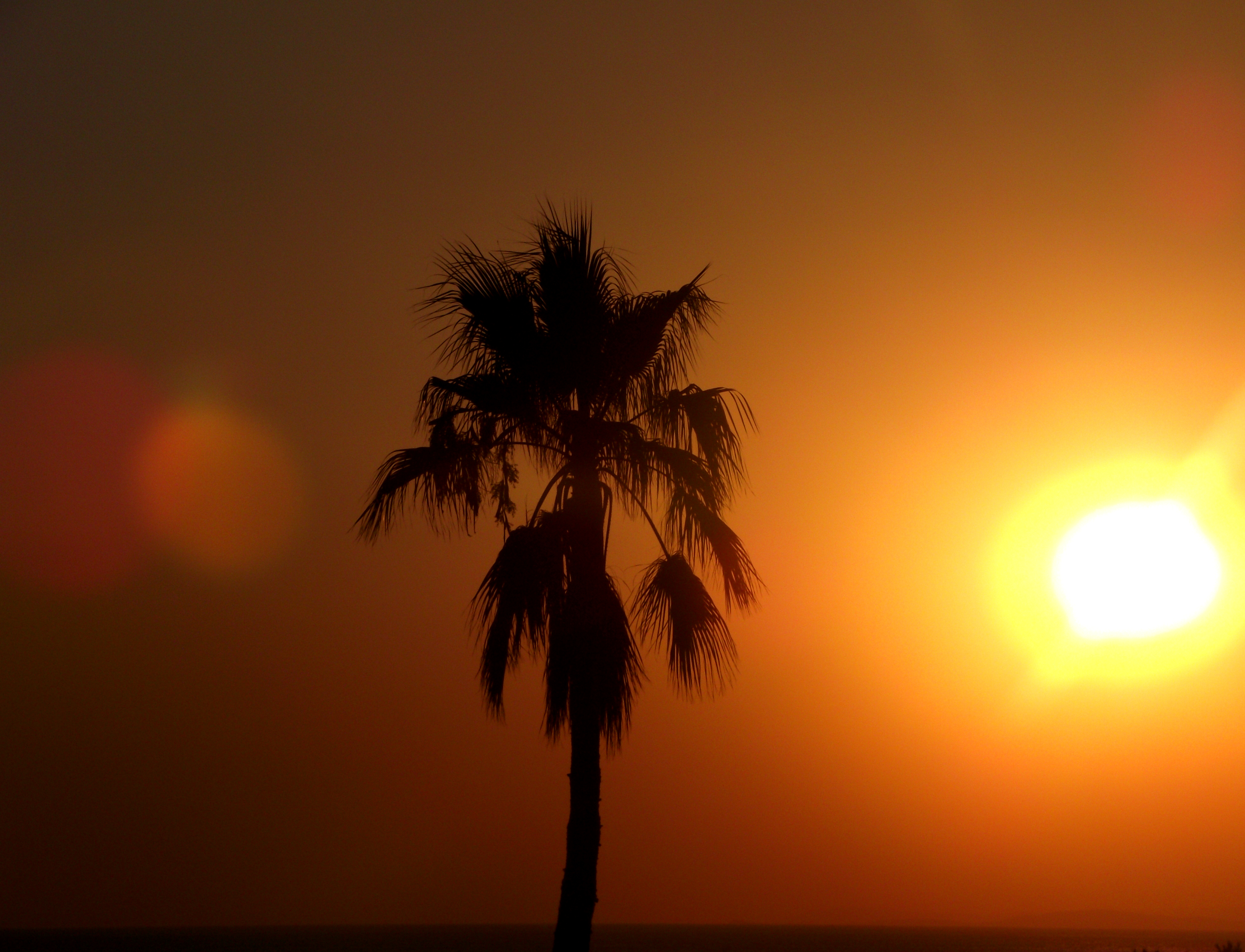 Palmtrees