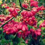 Pink flowers