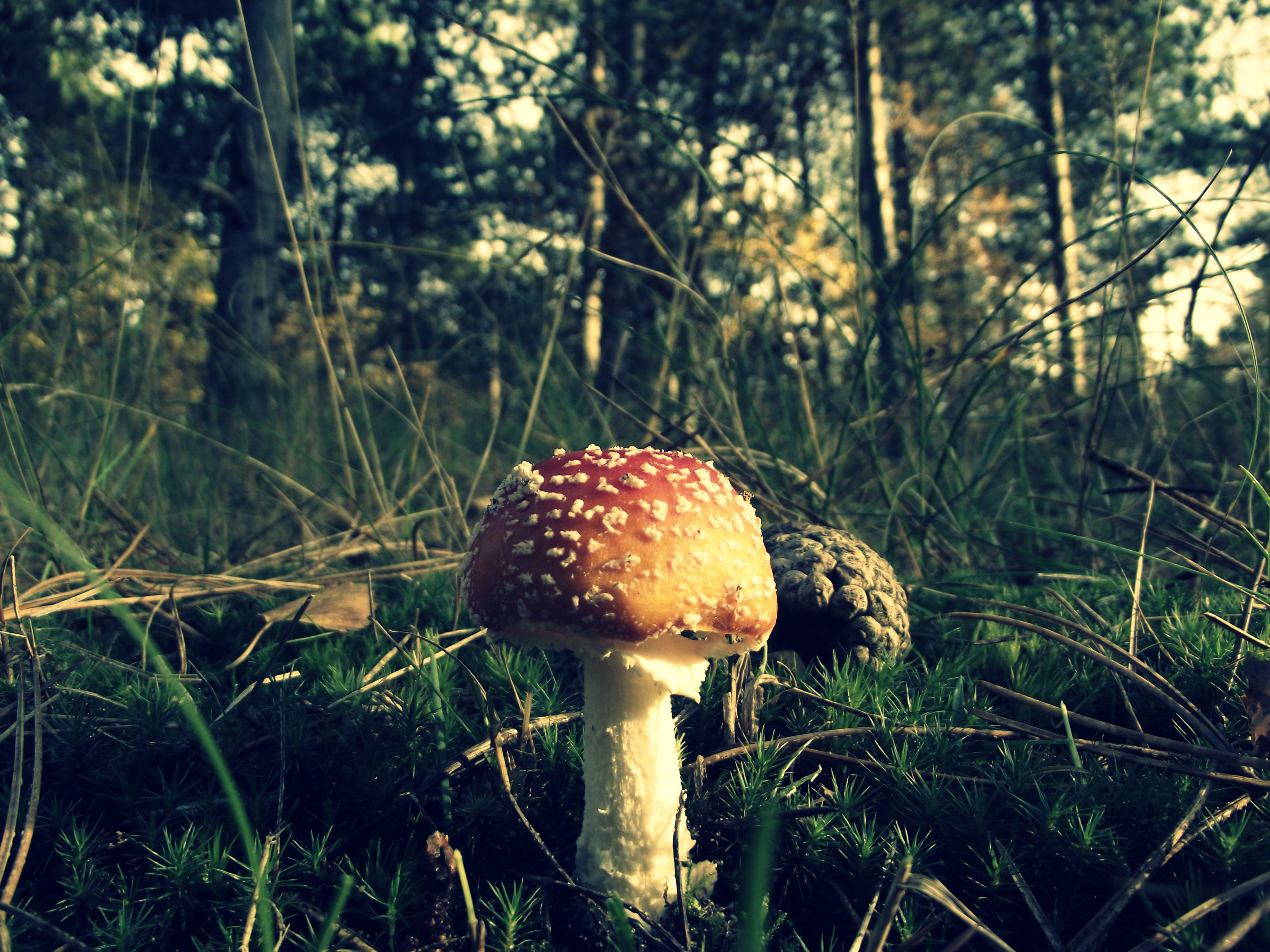 Autumn mushroom