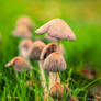 Umbrella's