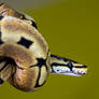 Ballpython