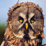 Here is Mr. Grumpy owl again