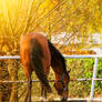 Enjoying Autumn Sun