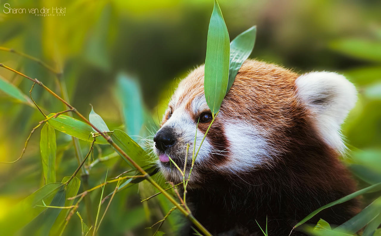 Red Panda