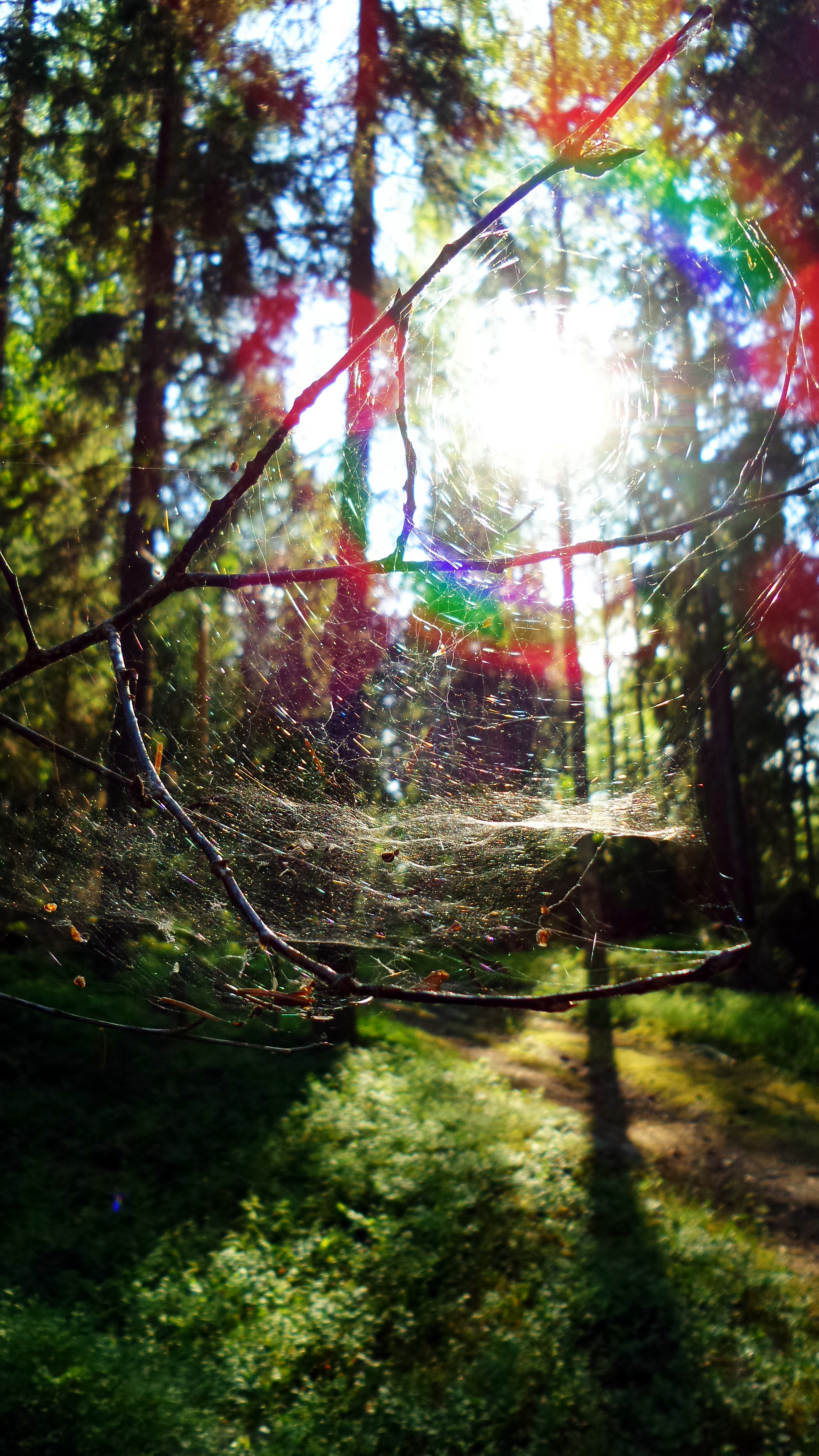 Spiderweb and sunshine