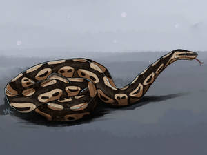 Ball python