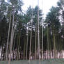 Spruce forest