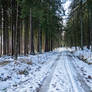 forest path past spruce trees