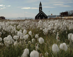 Greenlandic field full of flowers