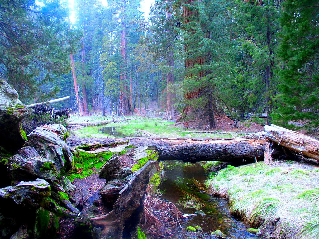 fallen tree over creek--Sequoia