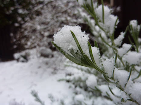 Snowy Plant