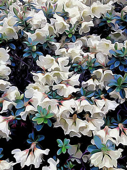 White flowers 1