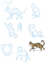 Cat Anatomy Practice...?