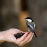 Chickadee Feeding