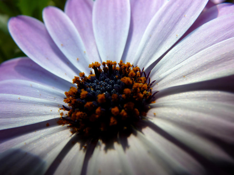 White Flower