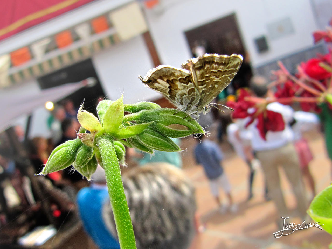 mariposa de Paso