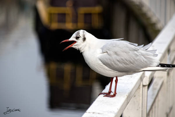 Gaviota sin frio