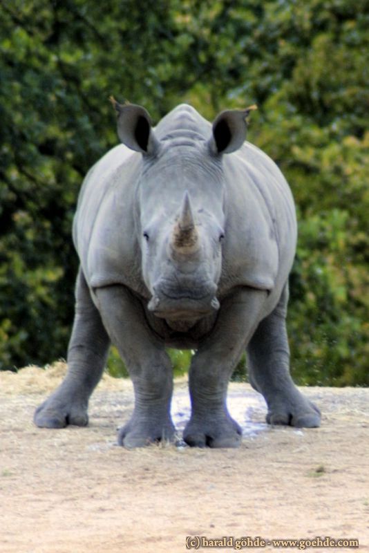 Rhino