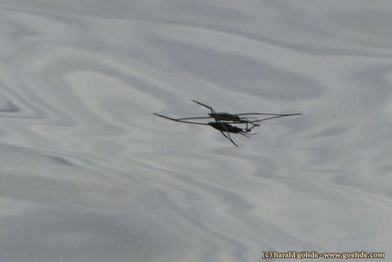 Jesus bug (Gerridae) by ambosshg on DeviantArt