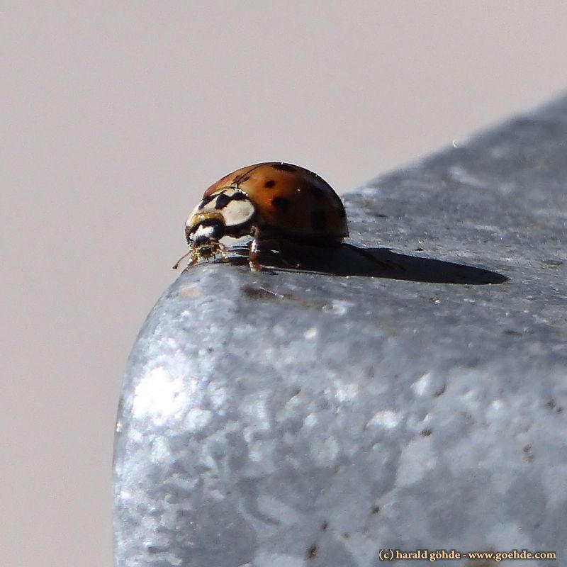 Ladybug on galvanized waste bin by ambosshg on DeviantArt