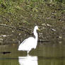 Great Egret standing in the water