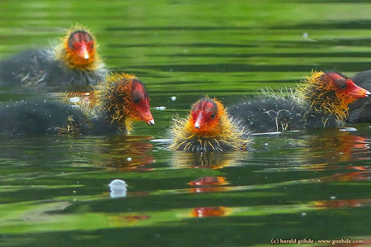 Coot chicks swim on the water