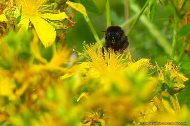 Bumblebee at hypericum