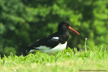 Eurasian oystercatcher (Haematopus ostralegu