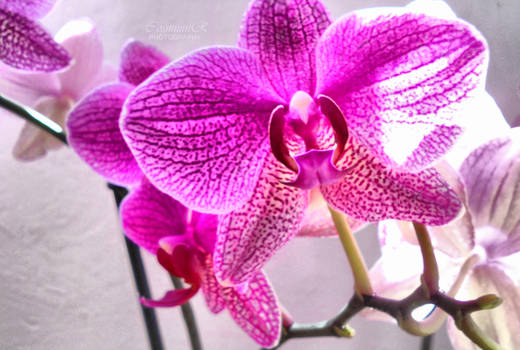 Orchid