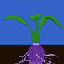 Root crop