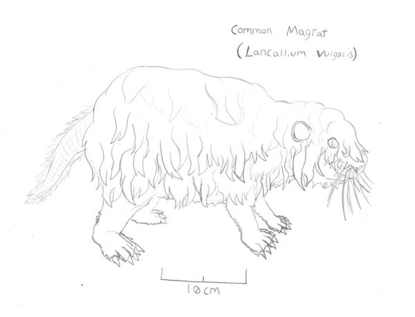 The Common Magrat by Imperator-Zor on DeviantArt
