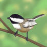 Black Capped Chickadee again!