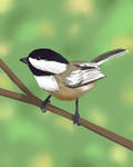 Black Capped Chickadee again! by 2Y3