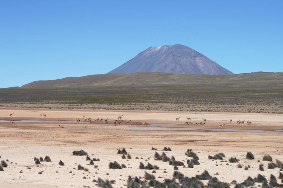 Vicunas + El Misti