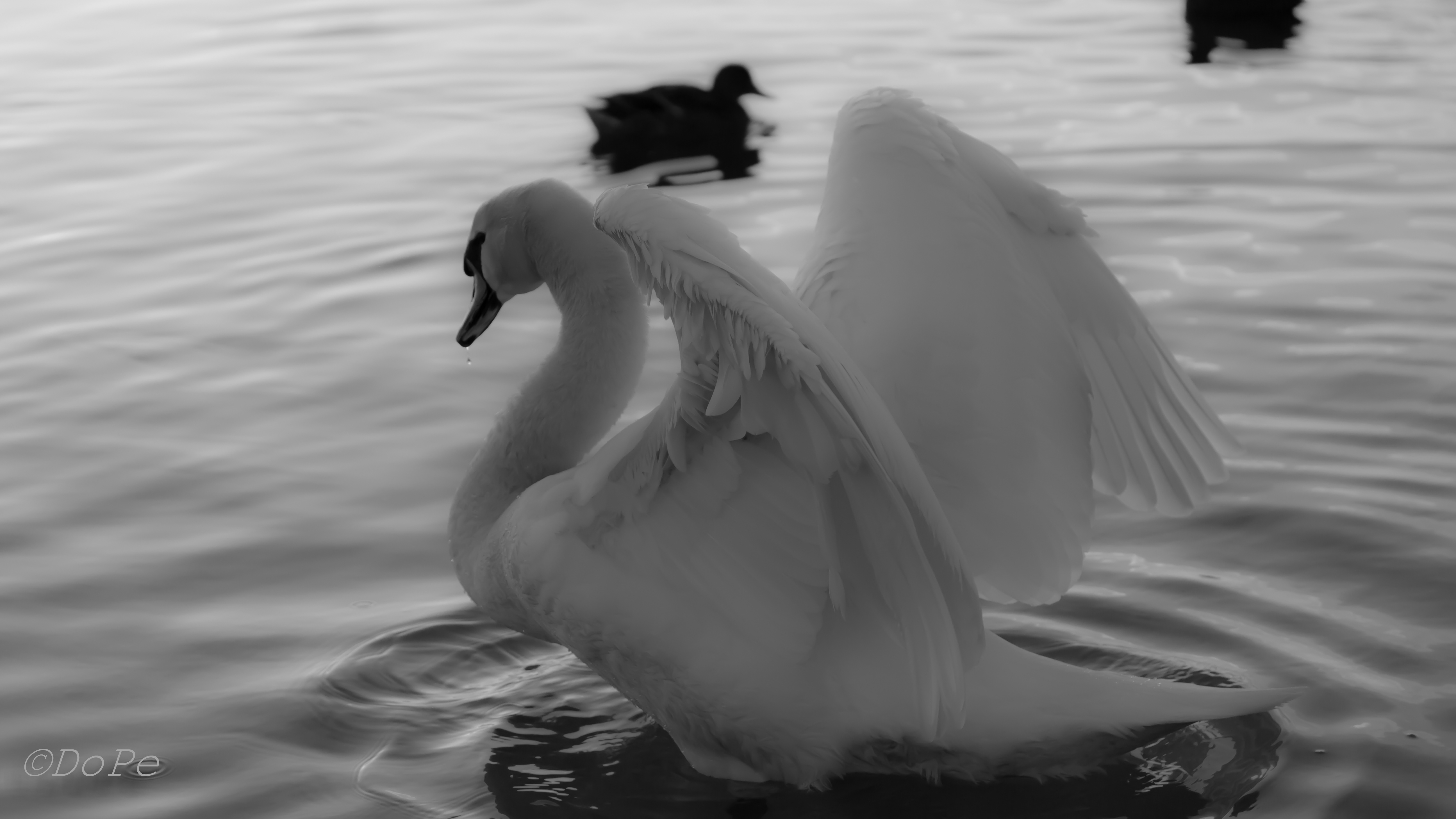 Swan