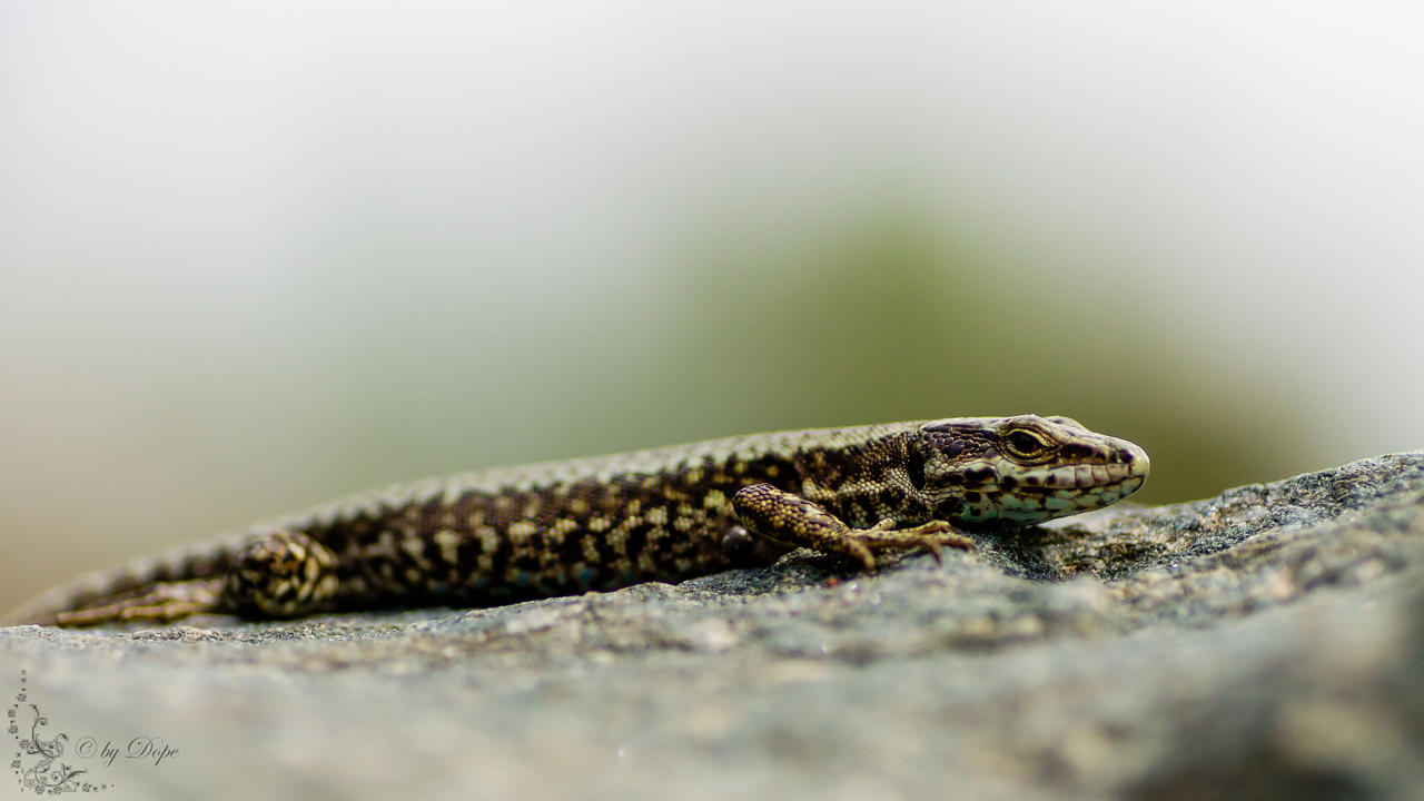 Podarcis muralis