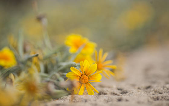 flower tel aviv