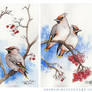 Bohemian Waxwings