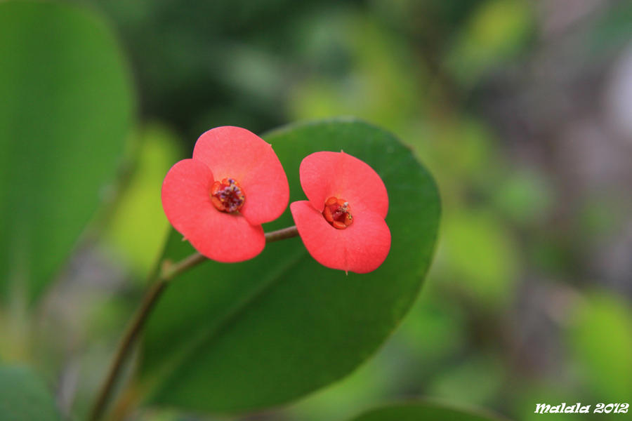 Euphorbia milii